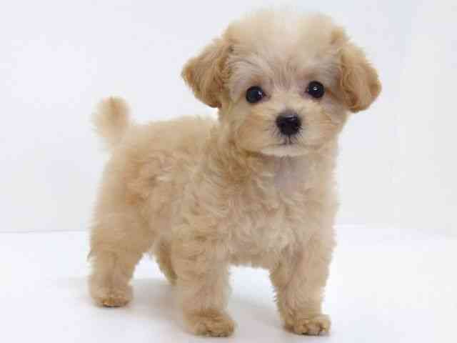 大阪府のトイプードル(トイ) (ひごペットフレンドリーいこらもーる泉佐野店/2025年12月15日生まれ/女の子/クリーム)の子犬の2枚目の画像