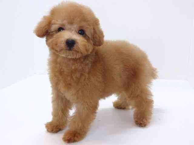 大阪府のトイプードル(トイ) (ひごペットフレンドリーいこらもーる泉佐野店/2025年12月15日生まれ/男の子/レッド)の子犬の2枚目の画像