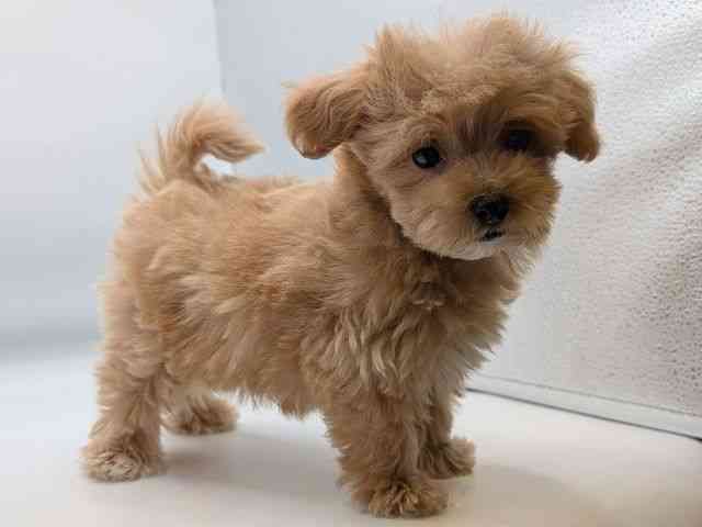 香川県のマルプー(マルチーズ×プードル) (ひごペットフレンドリーゆめタウン高松店/2025年12月14日生まれ/男の子/クリーム)の子犬の2枚目の画像