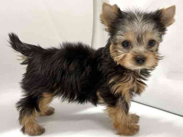 京都府のヨークシャーテリア (ひごペットフレンドリー京都店/2025年12月15日生まれ/男の子/スチールブルータン)の子犬の2枚目の画像