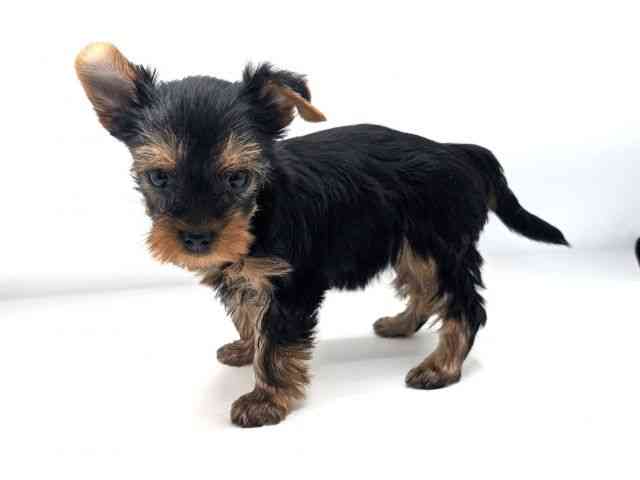 兵庫県のヨークシャーテリア (ひごペットフレンドリーコロワ甲子園店/2025年12月14日生まれ/女の子/スチールブルータン)の子犬の2枚目の画像