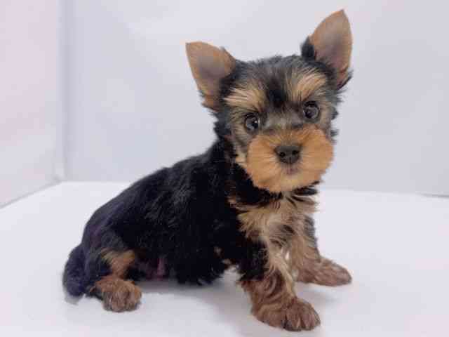 大阪府のヨークシャーテリア (ひごペットフレンドリーイズミヤショッピングセンター千里丘店/2025年12月14日生まれ/男の子/スチールブルータン)の子犬の2枚目の画像