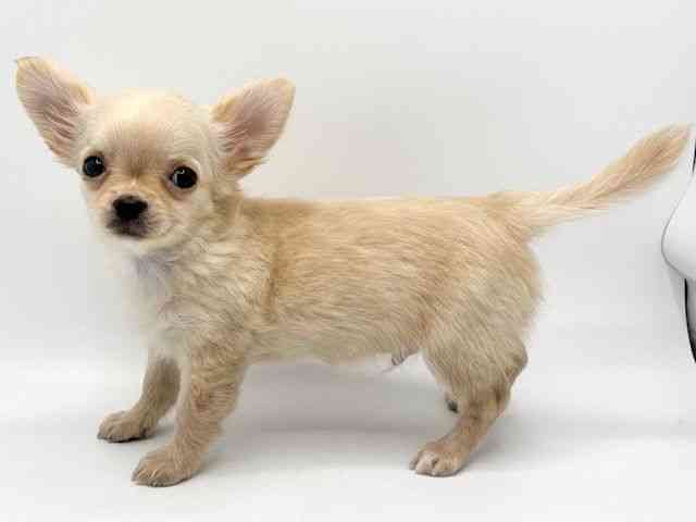 大阪府のチワワ(ロング) (ひごペットフレンドリーみのおキューズモール店/2025年12月11日生まれ/男の子/クリーム)の子犬の2枚目の画像