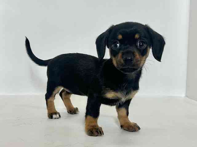 大阪府のチワックス(チワワ×ダックス) (ひごペットフレンドリーアクロスプラザ住之江店/2025年12月14日生まれ/女の子/ブラックタン)の子犬の2枚目の画像