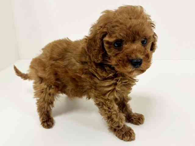 愛知県のトイプードル(トイ) (ひごペットフレンドリーイトーヨーカドー知多店/2025年12月10日生まれ/男の子/レッド)の子犬の2枚目の画像