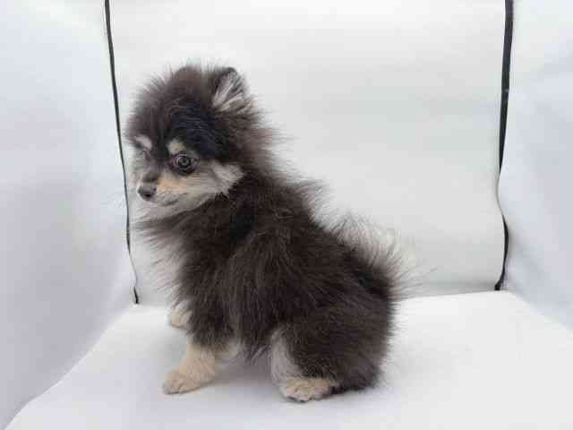 島根県のポメラニアン (ひごペットフレンドリーイオン松江ショッピングセンター店/2025年12月15日生まれ/男の子/ブラックタン)の子犬の2枚目の画像