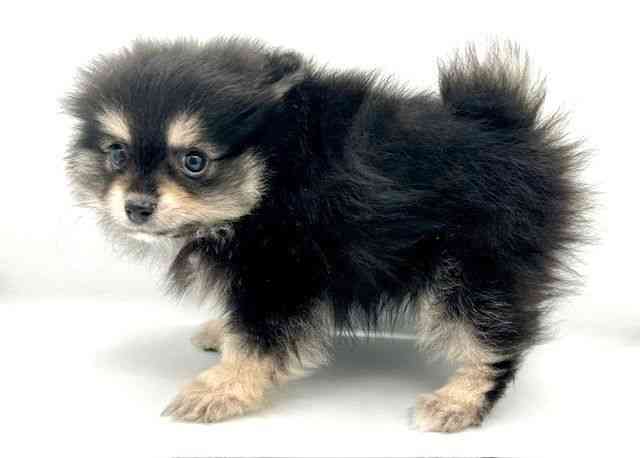 島根県のポメラニアン (ひごペットフレンドリーイオン松江ショッピングセンター店/2025年12月15日生まれ/男の子/ブラックタン)の子犬の2枚目の画像