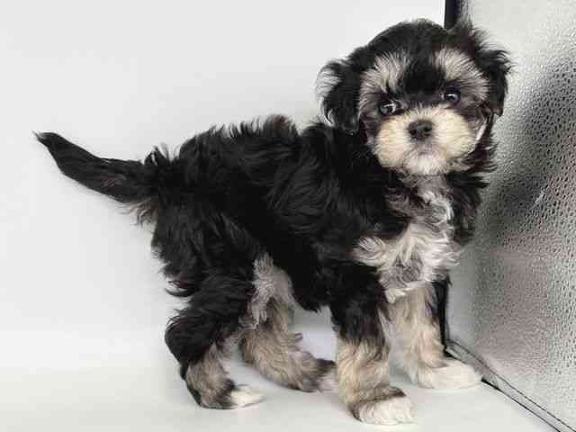 大阪府のチワプー/プーチー(チワワ×プードル) (ひごペットフレンドリー瓜破店/2025年12月15日生まれ/女の子/ブラッククリーム)の子犬の2枚目の画像