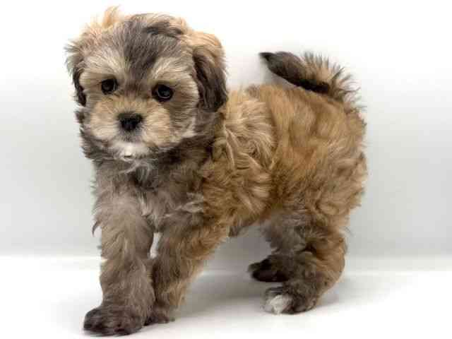 愛知県のチワプー/プーチー(チワワ×プードル) (ひごペットフレンドリープライムツリー赤池店/2025年12月15日生まれ/女の子/レッド)の子犬の2枚目の画像