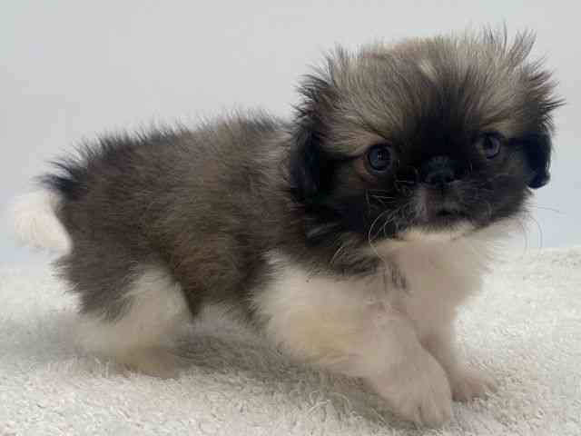 島根県のペキニーズ (ひごペットフレンドリーイオンモール出雲店/2025年12月12日生まれ/男の子/フォーンホワイト)の子犬の2枚目の画像