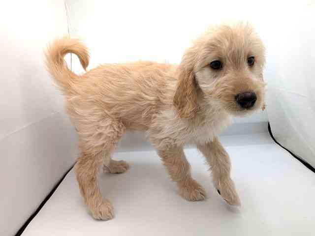 兵庫県のゴールデンドゥードゥル(ゴールデン×プードル) (ひごペットフレンドリーコロワ甲子園店/2025年12月12日生まれ/女の子/クリーム)の子犬の2枚目の画像