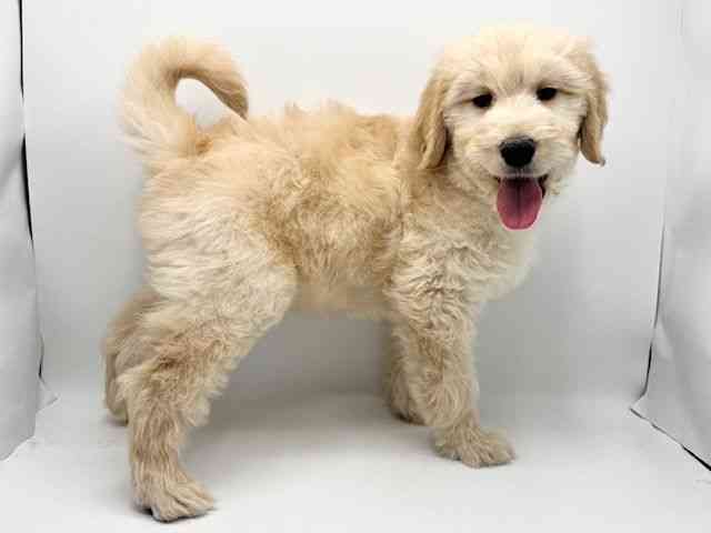 大阪府のゴールデンドゥードゥル(ゴールデン×プードル) (ひごペットフレンドリーみのおキューズモール店/2025年12月12日生まれ/男の子/クリーム)の子犬の2枚目の画像