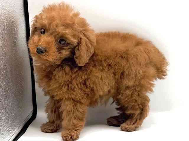 愛知県のトイプードル(トイ) (ひごペットフレンドリープライムツリー赤池店/2025年12月15日生まれ/男の子/レッド)の子犬の2枚目の画像