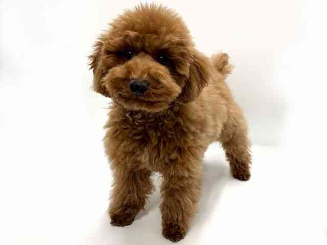 愛知県のトイプードル(トイ) (ひごペットフレンドリープライムツリー赤池店/2025年12月15日生まれ/男の子/レッド)の子犬の2枚目の画像