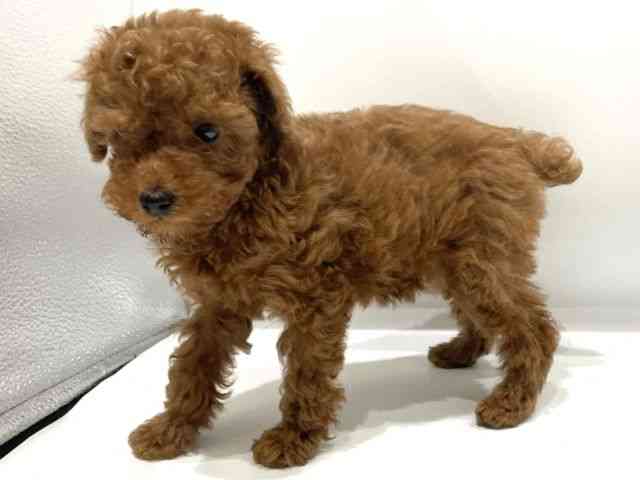 愛知県のトイプードル(トイ) (ひごペットフレンドリーヴィアモール アピタ江南西店/2025年12月15日生まれ/女の子/レッド)の子犬の2枚目の画像