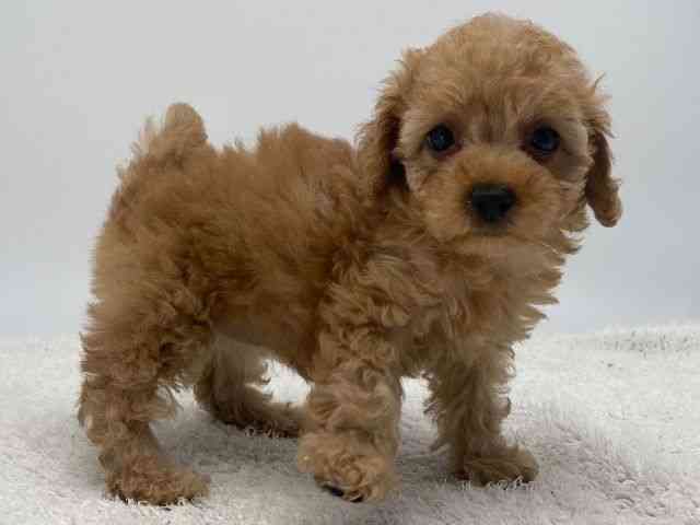 島根県のトイプードル(トイ) (ひごペットフレンドリーイオンモール出雲店/2025年12月13日生まれ/女の子/アプリコット)の子犬の2枚目の画像