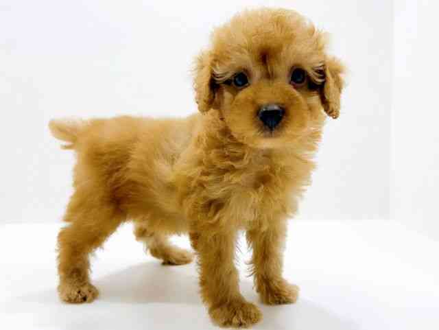 広島県のトイプードル(トイ) (ひごペットフレンドリーフジグラン神辺店/2025年12月13日生まれ/男の子/アプリコット)の子犬の2枚目の画像