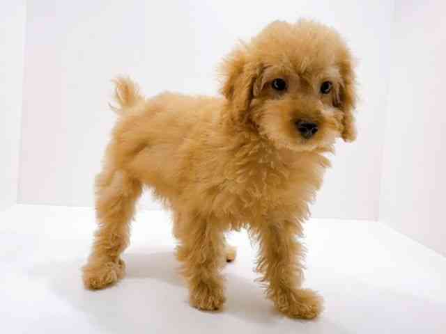 広島県のトイプードル(トイ) (ひごペットフレンドリーフジグラン神辺店/2025年12月13日生まれ/男の子/アプリコット)の子犬の2枚目の画像