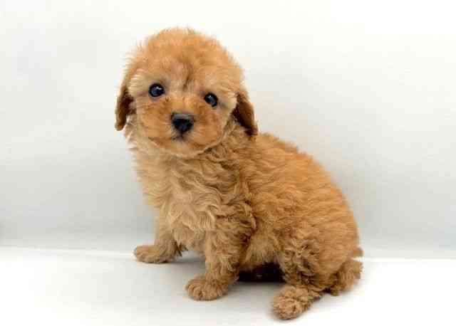 島根県のトイプードル(トイ) (ひごペットフレンドリーイオン松江ショッピングセンター店/2025年12月13日生まれ/女の子/アプリコット)の子犬の2枚目の画像