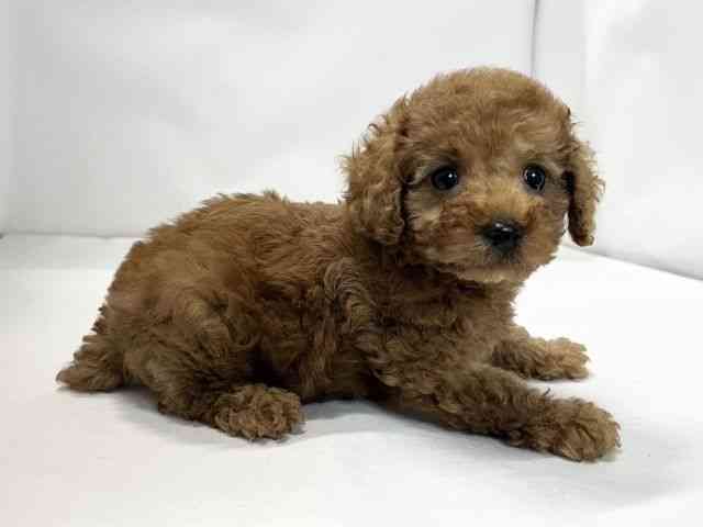 愛媛県のトイプードル(トイ) (ひごペットフレンドリーイオンモール今治新都市店/2025年12月14日生まれ/男の子/レッド)の子犬の2枚目の画像