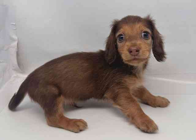 鳥取県のカニンヘンダックスフンド(ロング) (ひごペットフレンドリーイオンモール鳥取北店/2025年12月14日生まれ/男の子/チョコレートタン)の子犬の2枚目の画像