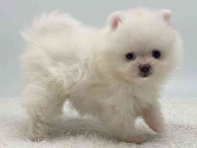 島根県のポメラニアン (ひごペットフレンドリーイオンモール出雲店/2025年12月14日生まれ/男の子/クリーム)の子犬の2枚目の画像