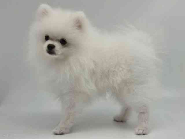 島根県のポメラニアン (ひごペットフレンドリーイオンモール出雲店/2025年12月14日生まれ/男の子/クリーム)の子犬の2枚目の画像