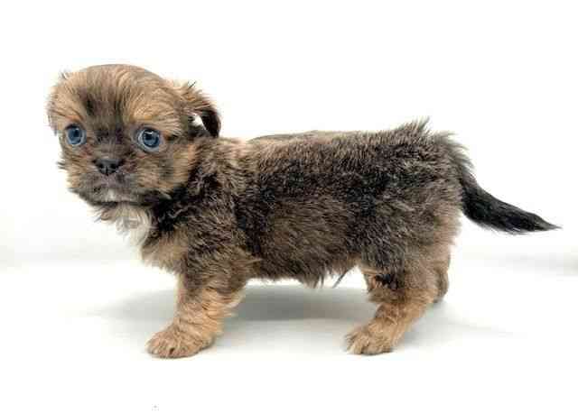 島根県のチワズー/チワシーズ(チワワ×シーズー) (ひごペットフレンドリーイオン松江ショッピングセンター店/2025年12月7日生まれ/男の子/ブルー)の子犬の2枚目の画像