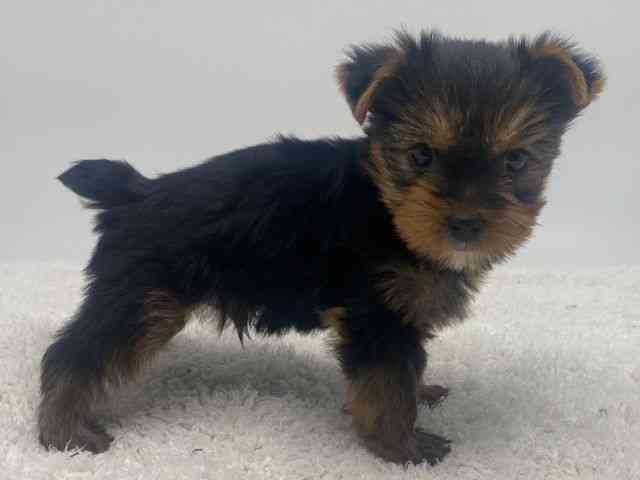 島根県のヨークシャーテリア (ひごペットフレンドリーイオンモール出雲店/2025年12月6日生まれ/男の子/スチールブルータン)の子犬の2枚目の画像