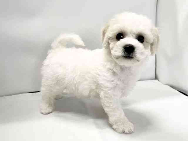 愛媛県のビションフリーゼ (ひごペットフレンドリーイオンモール今治新都市店/2025年12月14日生まれ/男の子/ホワイト)の子犬の2枚目の画像