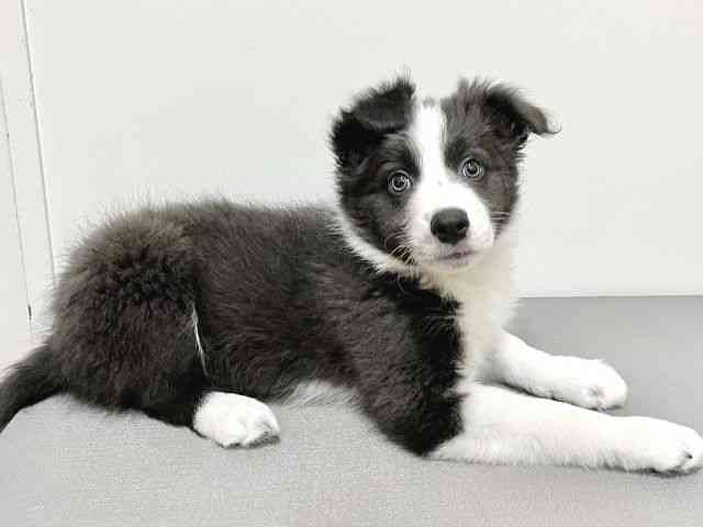 大阪府のボーダーコリー (ひごペットフレンドリーイトーヨーカドー津久野店/2025年12月15日生まれ/女の子/ブルーホワイト)の子犬の2枚目の画像