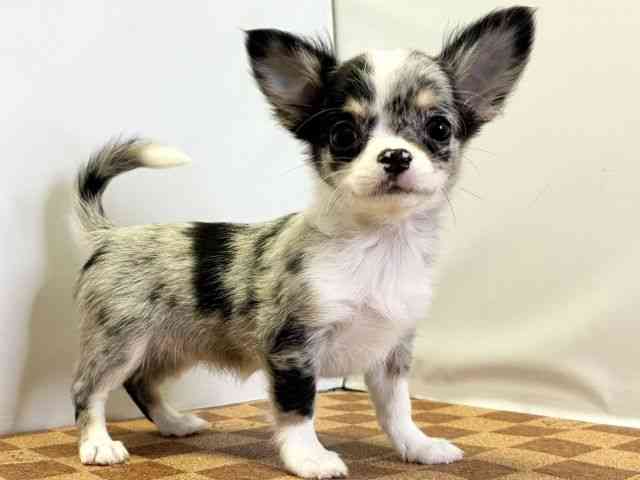 愛媛県のチワワ(ロング) (ひごペットフレンドリーエミフルMASAKI店/2025年12月15日生まれ/女の子/ブルーマールホワイト)の子犬の2枚目の画像