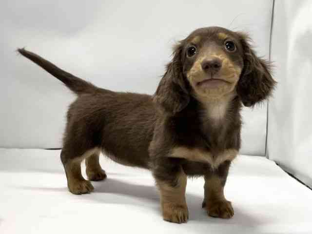 愛媛県のミニチュアダックスフンド(ロング) (ひごペットフレンドリーイオンモール今治新都市店/2025年12月15日生まれ/女の子/チョコレートタン)の子犬の2枚目の画像