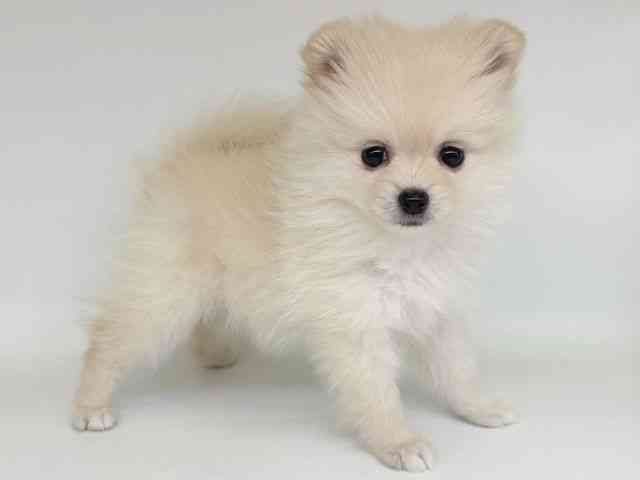 大阪府のポメラニアン (ひごペットフレンドリー瓜破店/2025年12月16日生まれ/女の子/クリーム)の子犬の2枚目の画像