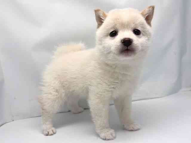 京都府の柴犬(標準サイズ) (ひごペットフレンドリー洛北阪急スクエア店/2025年12月16日生まれ/女の子/白)の子犬の2枚目の画像