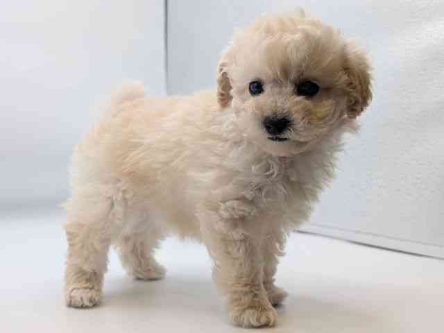 香川県のトイプードル(トイ) (ひごペットフレンドリーゆめタウン高松店/2025年12月16日生まれ/女の子/クリーム)の子犬の2枚目の画像