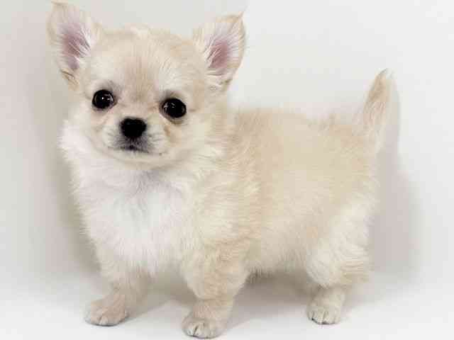 京都府のチワワ(ロング) (ひごペットフレンドリーイズミヤショッピングセンター八幡店/2025年12月13日生まれ/男の子/クリーム)の子犬の2枚目の画像