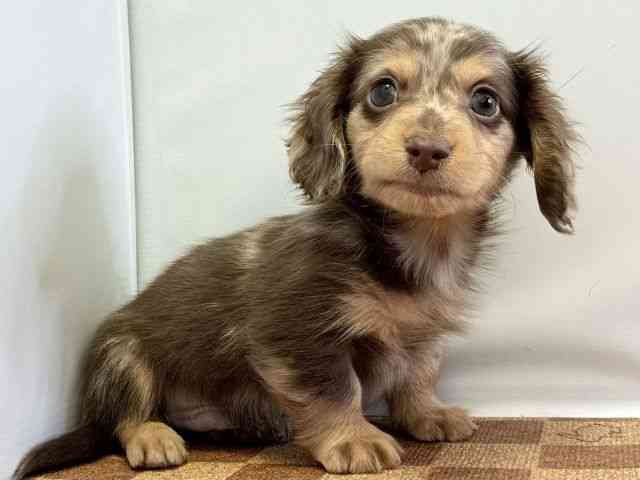 愛媛県のミニチュアダックスフンド(ロング) (ひごペットフレンドリーエミフルMASAKI店/2025年12月12日生まれ/男の子/チョコレートダップル)の子犬の2枚目の画像