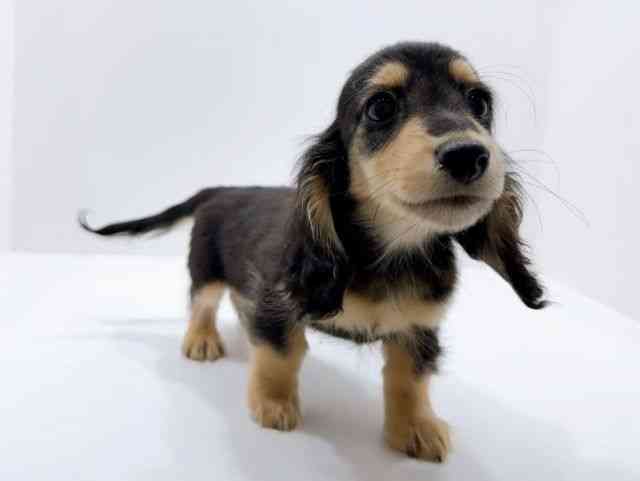 広島県のミニチュアダックスフンド(ロング) (ひごペットフレンドリーフジグラン神辺店/2025年12月14日生まれ/男の子/ブラックタン)の子犬の2枚目の画像