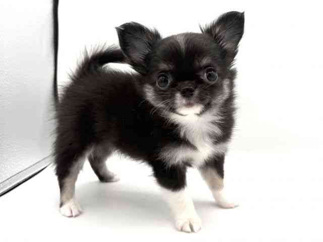 大阪府のチワワ(ロング) (ひごペットフレンドリーイオンそよら海老江店/2025年12月15日生まれ/女の子/ブラックタン)の子犬の2枚目の画像