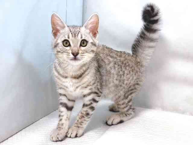 大阪府のベンガル (ひごペットフレンドリー堺プラットプラット店/2025年12月16日生まれ/女の子/ブラックシルバースポットタビー)の子猫の2枚目の画像