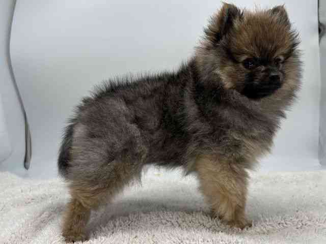 島根県のポメラニアン (ひごペットフレンドリーイオンモール出雲店/2025年12月14日生まれ/女の子/ウルフセーブル)の子犬の2枚目の画像