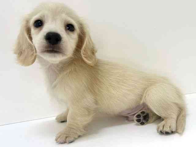 大阪府のミニチュアダックスフンド(ロング) (ひごペットフレンドリーいこらもーる泉佐野店/2025年12月14日生まれ/男の子/イエロー)の子犬の2枚目の画像