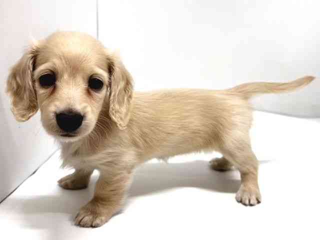 奈良県のミニチュアダックスフンド(ロング) (ひごペットフレンドリー奈良パワーシティ店/2025年12月14日生まれ/女の子/イエロー)の子犬の2枚目の画像