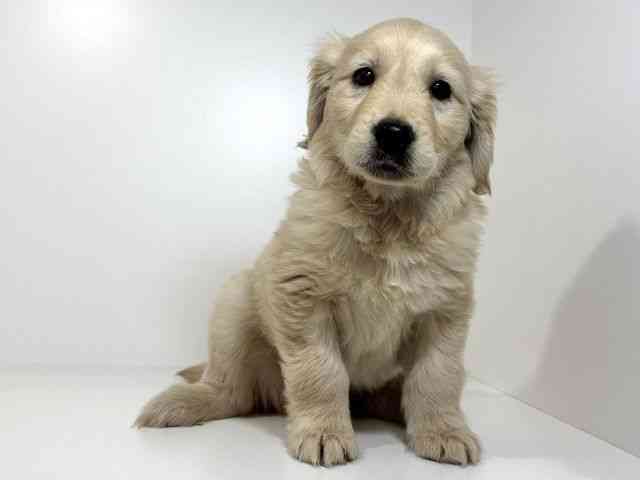 兵庫県のゴールデンレトリバー (ひごペットフレンドリーイトーヨーカドー明石店/2025年12月15日生まれ/男の子/ゴールデン)の子犬の2枚目の画像