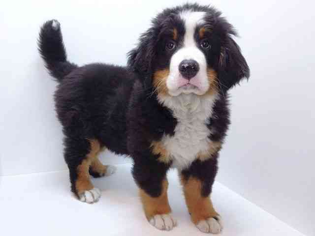 大阪府のバーニーズマウンテンドッグ (ひごペットフレンドリーいこらもーる泉佐野店/2025年12月16日生まれ/女の子/ブラックラストホワイト)の子犬の2枚目の画像