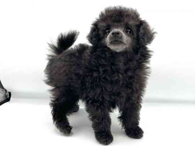 大阪府のトイプードル(トイ) (ひごペットフレンドリーららぽーとEXPOCITY店/2025年12月14日生まれ/女の子/シルバー)の子犬の2枚目の画像