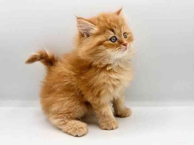 愛知県のマンチカン (ひごペットフレンドリープライムツリー赤池店/2025年12月13日生まれ/男の子/レッドタビー)の子猫の2枚目の画像