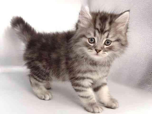 大阪府のマンチカン (ひごペットフレンドリー岸和田店/2025年12月13日生まれ/男の子/シルバータビー)の子猫の2枚目の画像