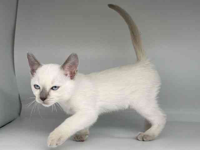 徳島県のトンキニーズ (ひごペットフレンドリーゆめタウン徳島店/2025年12月12日生まれ/男の子/プラチナポイント)の子猫の2枚目の画像